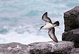 Galapagos Shearwater